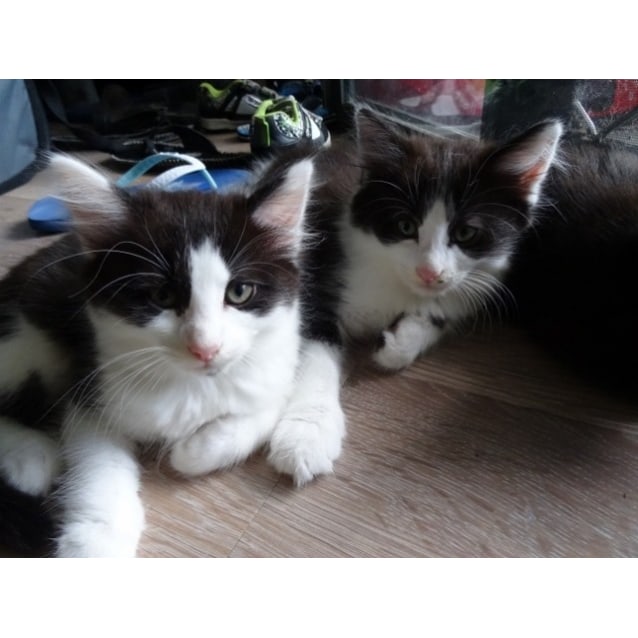 Coco Ragdoll Cross Male Ragdoll Mix Cat In Nsw Petrescue