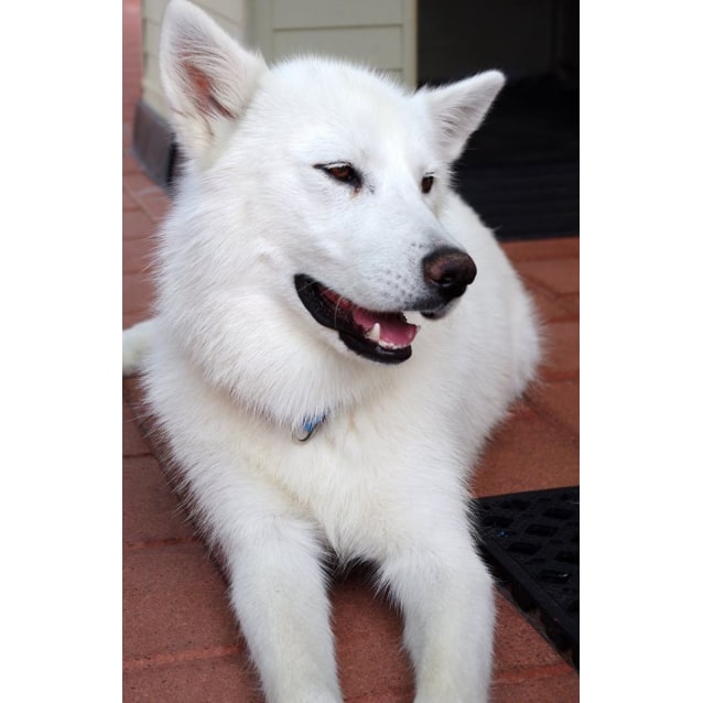 swiss shepherd cross husky