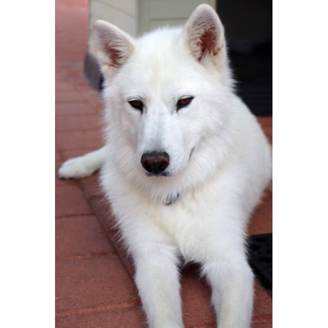 swiss shepherd cross husky