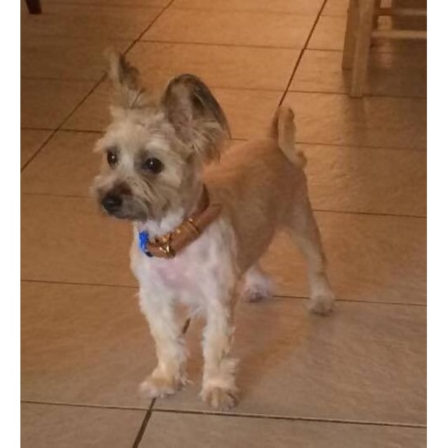 petstock dog collars