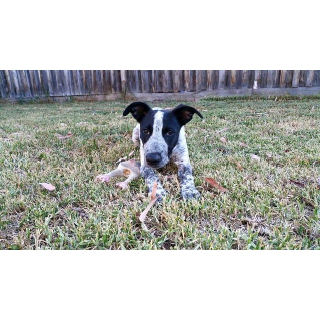 Archie Medium Male Australian Cattle Dog x German Shorthaired Pointer