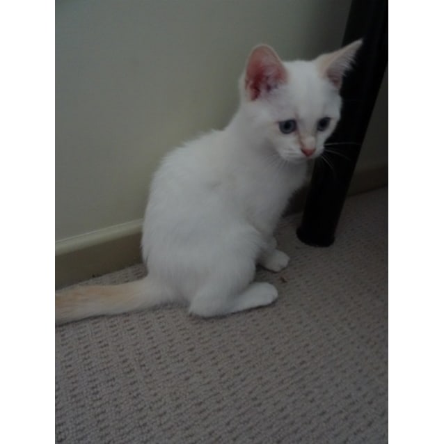 Casper Redpoint Ragdoll X Male Ragdoll Mix Cat In Nsw Petrescue