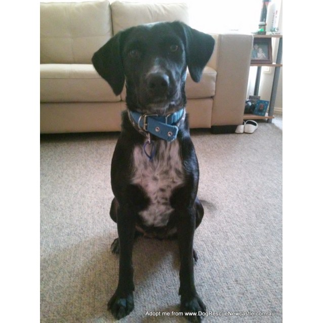 cocker spaniel cross kelpie