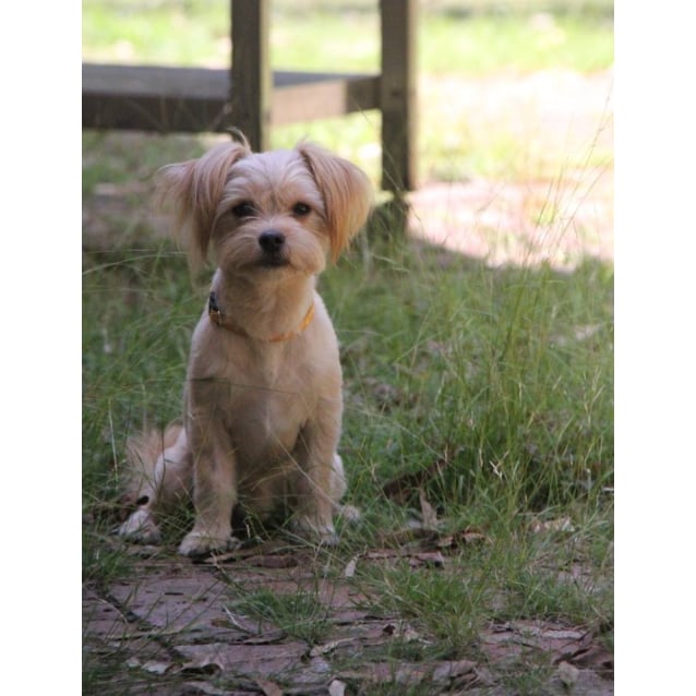 maltese silky terrier puppies for sale