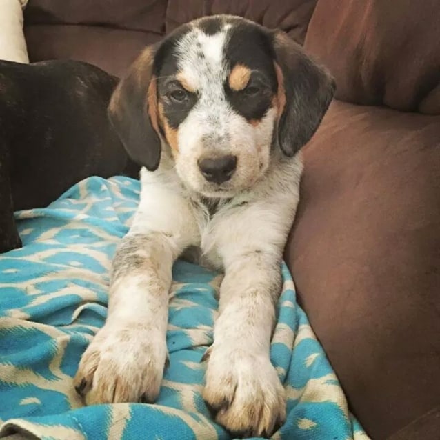 Junior - Medium Male Beagle x Blue Heeler Mix Dog in VIC - PetRescue