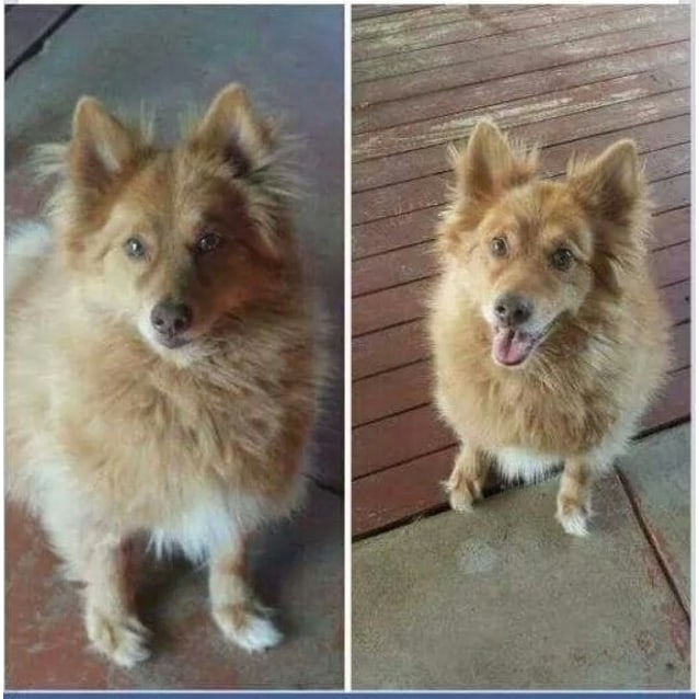 Ro - Medium Male Kelpie x Pomeranian Mix Dog in VIC ...