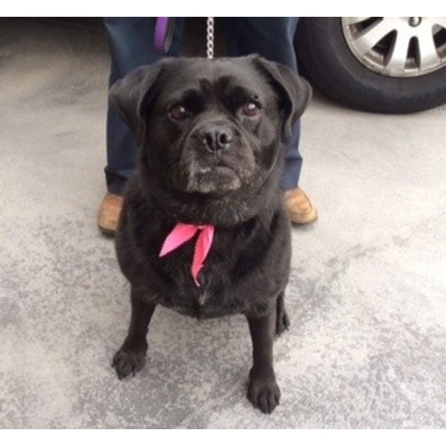 Mia Medium Female Labrador x Pug Mix Dog in VIC PetRescue