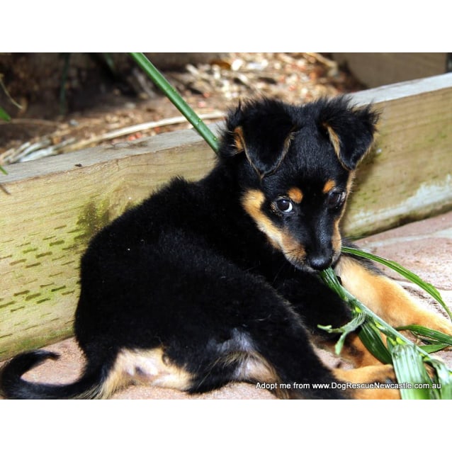 sheltie x pomeranian