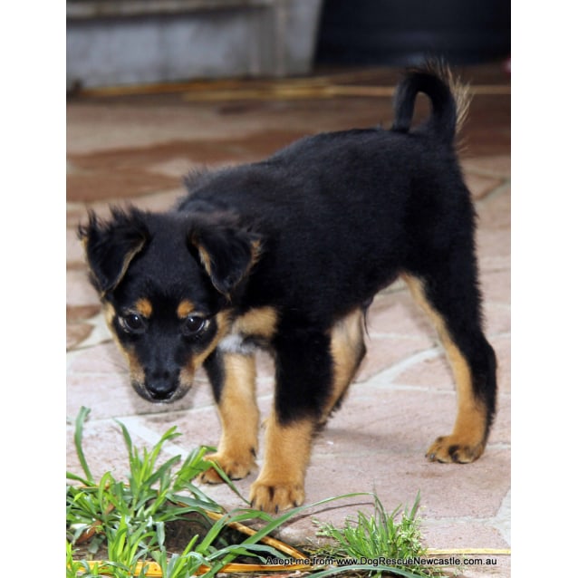 sheltie x pomeranian