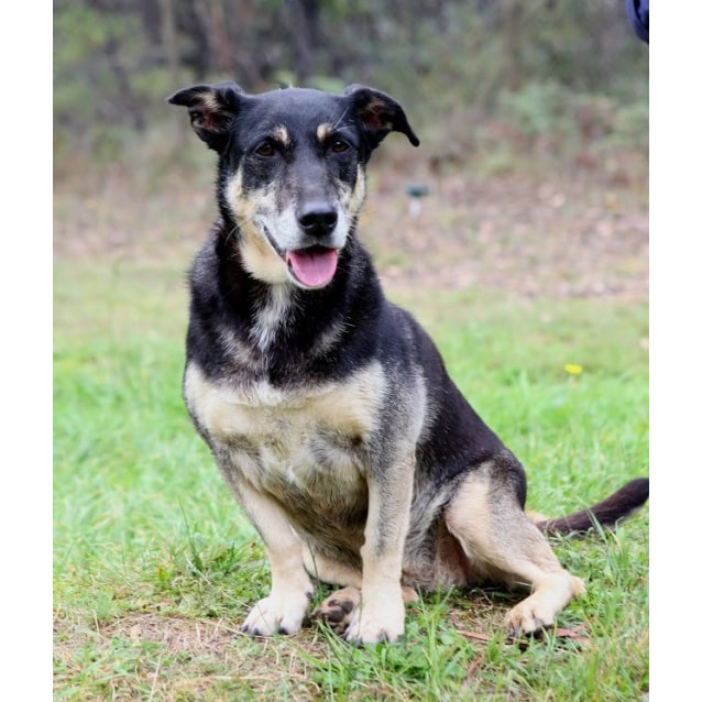 corgi cross kelpie