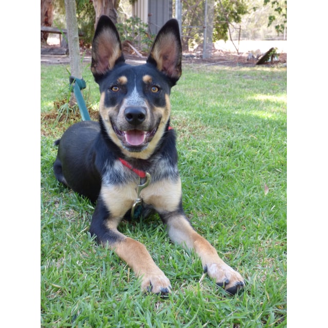 heeler x kelpie