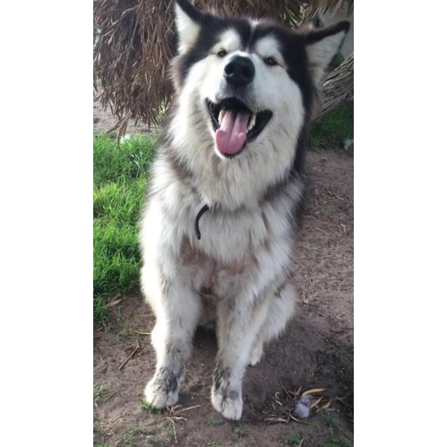 Storm Large Female Alaskan Malamute Dog In Sa Petrescue