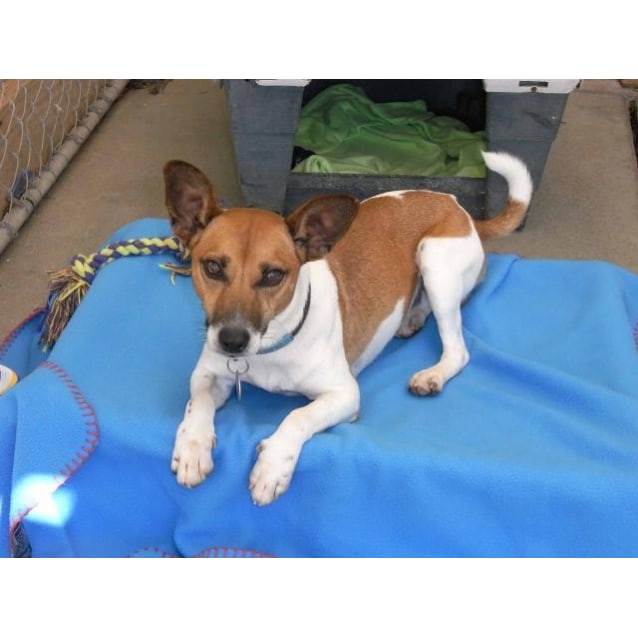 Reuben Small Male Italian Greyhound x Jack Russell Terrier Mix Dog in