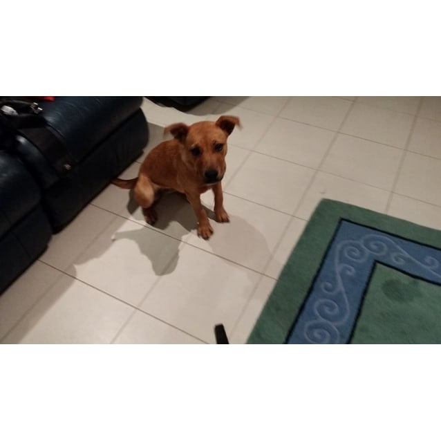 Honey - Medium Female Mixed Breed Dog in VIC - PetRescue