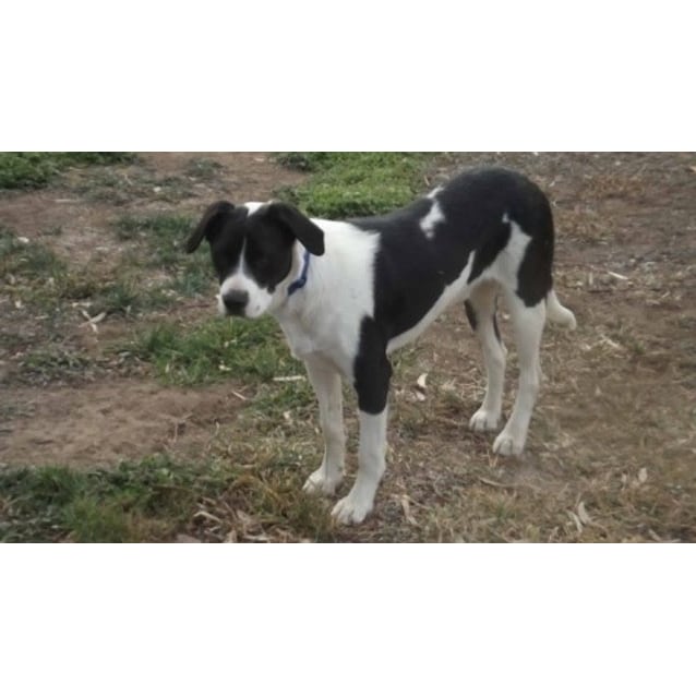 border collie x bulldog