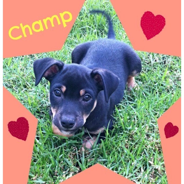 Champ Kelpie X Jack Russell Puppy Trial 17 4 15 Medium Male