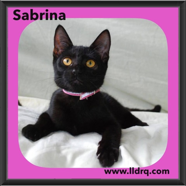 Sabrina - Female Siamese Mix Cat in QLD - PetRescue