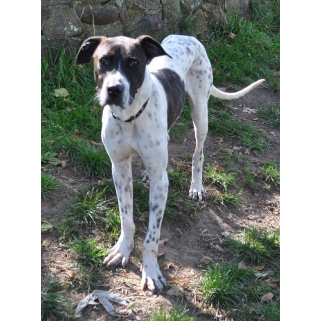 great dane german shorthaired pointer mix
