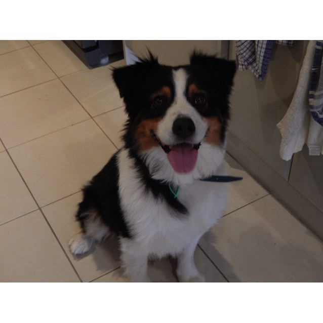 Bronson - Medium Male Australian Shepherd Dog in VIC ...