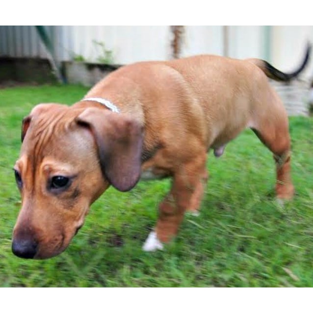 staffy cross foxy puppies