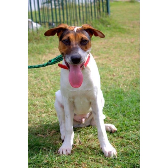 Duke Medium Male Jack Russell Terrier x Mastiff Mix Dog in NSW PetRescue