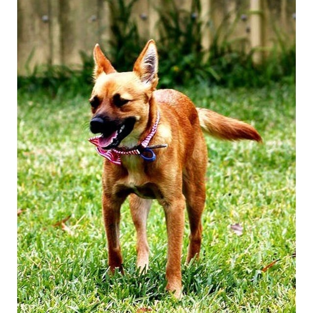 Brandi ~ Small Foxy X On Trial 3 5 15 Small Female Fox Terrier Mix