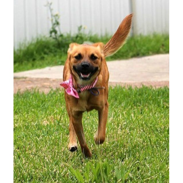 Brandi ~ Small Foxy X On Trial 3515 Small Female Fox Terrier Mix 