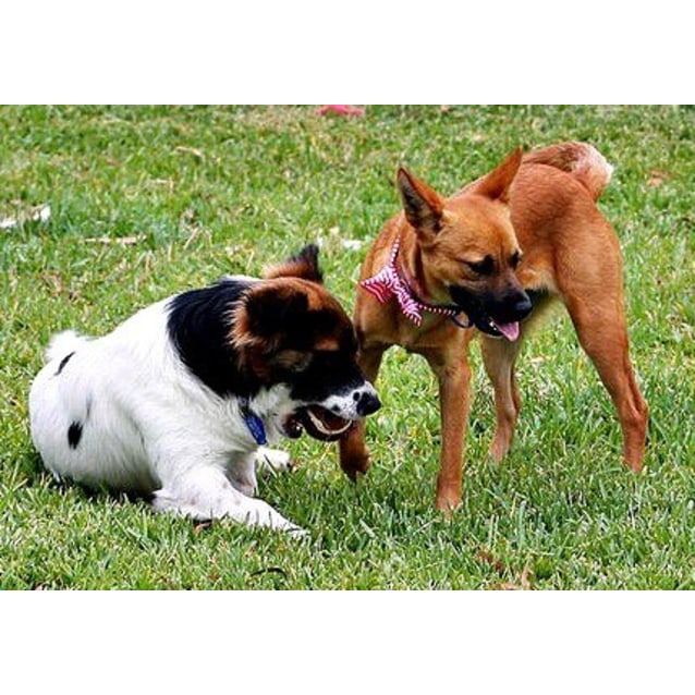 Brandi ~ Small Foxy X On Trial 3515 Small Female Fox Terrier Mix 