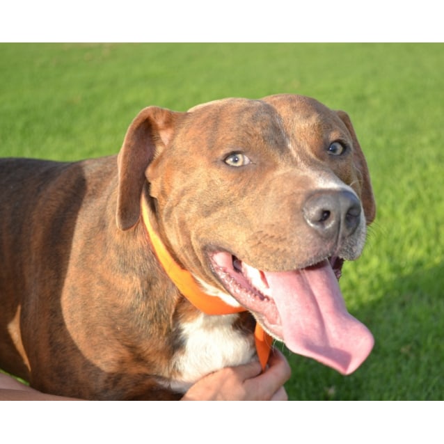 light brindle staffy