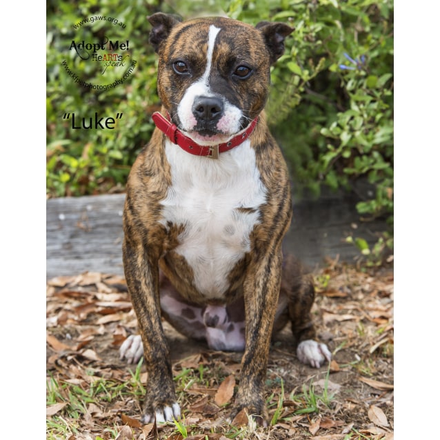 boston terrier x staffy