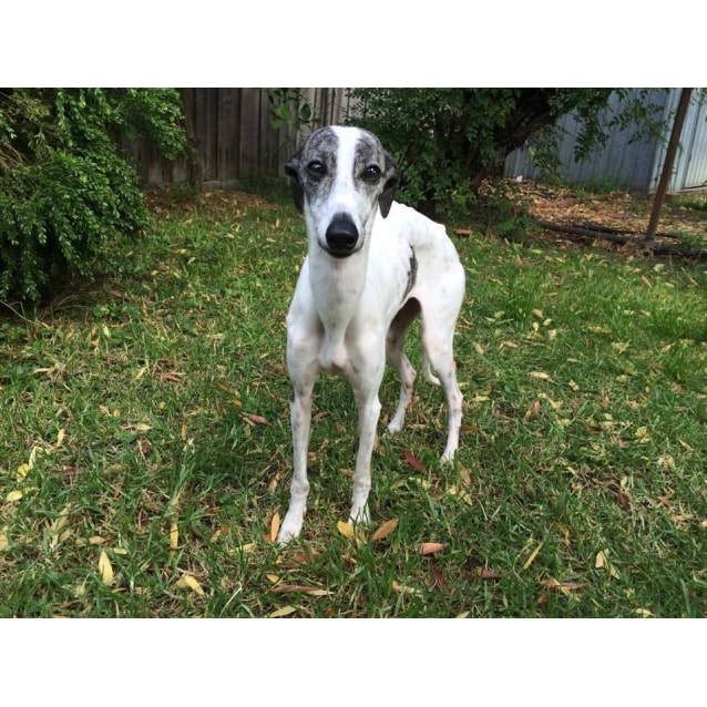 Lola - Medium Female Whippet Dog in VIC 