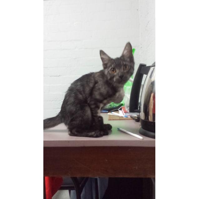 Video Tripod Kitten Dusty Male Domestic Short Hair Cat In Nsw Petrescue I wish dusty knew how many people watched those videos and felt so very sorry for him, and how many people took action to get him out of that horrible situation. petrescue
