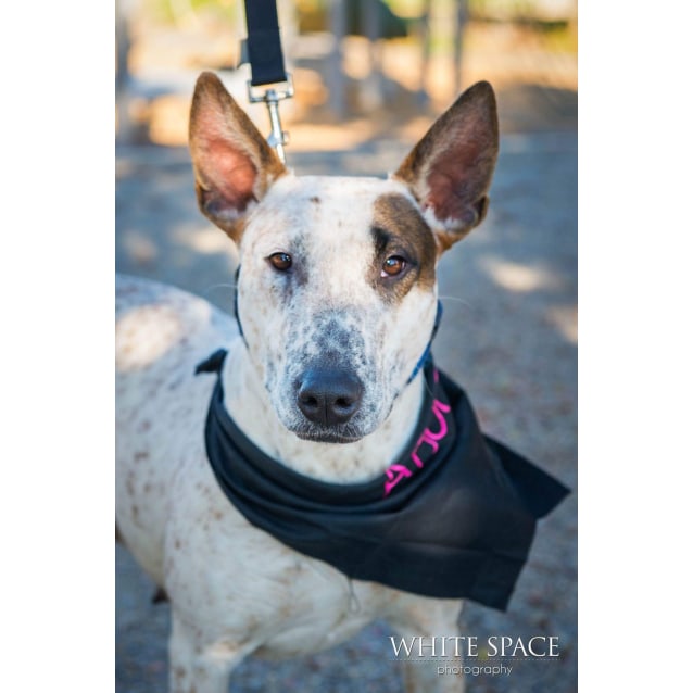 Indi Medium Female Bull Terrier X Red Heeler Mix Dog In Vic