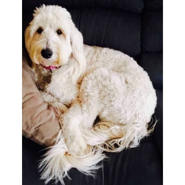 groodle for adoption