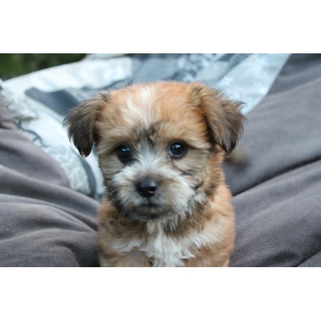 cattle dog x maltese