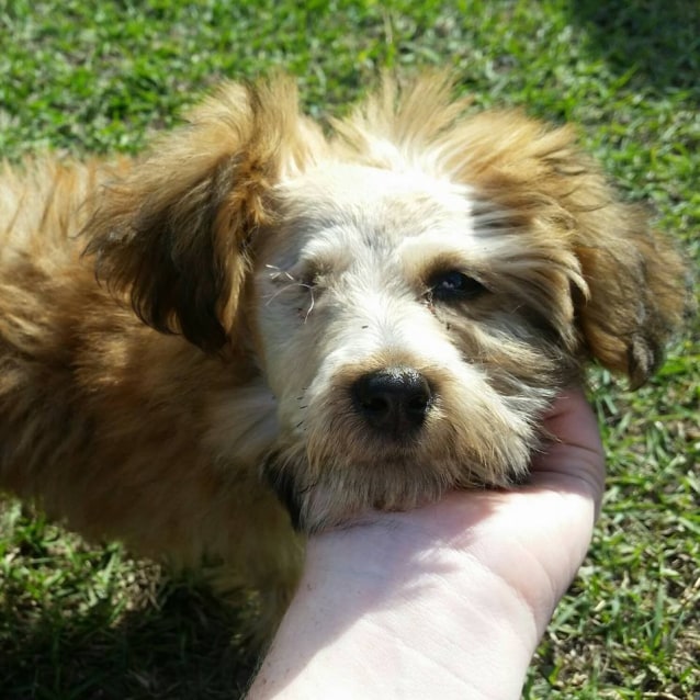 cattle dog x maltese
