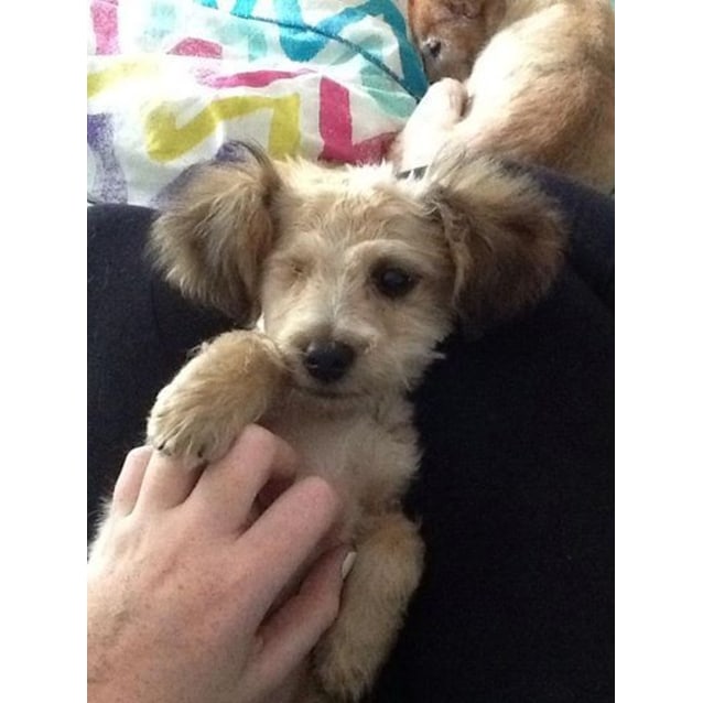 cattle dog x maltese