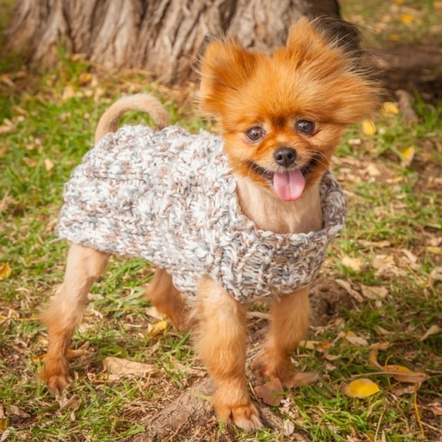 Boo Boo Small Female Pomeranian Dog In Nsw Petrescue