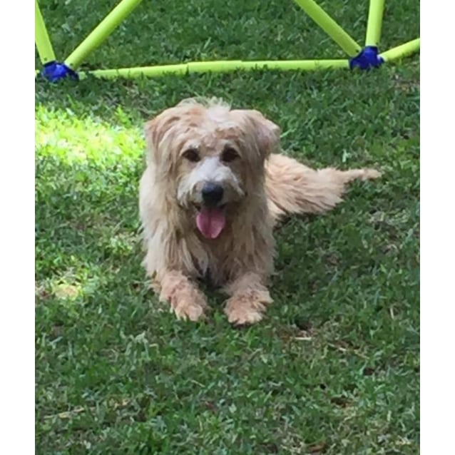 australian cattle dog and poodle mix