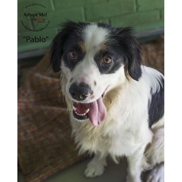 border collie x cavalier