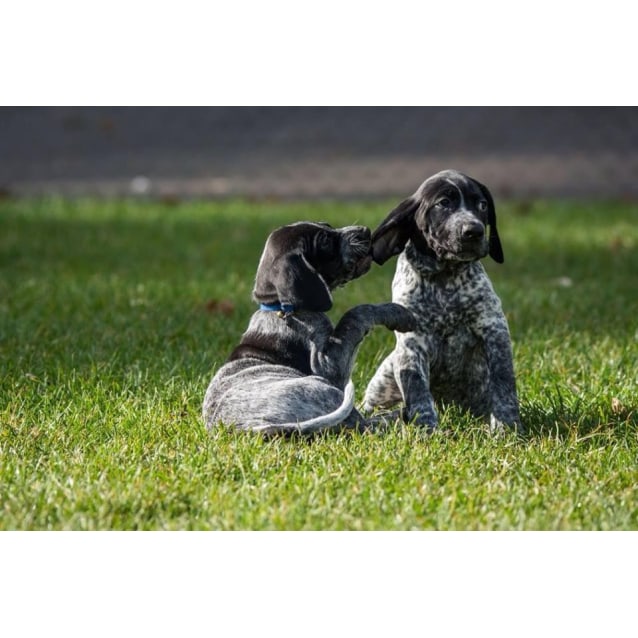 Gsp Puppies Medium Male German Shorthaired Pointer Dog In Vic
