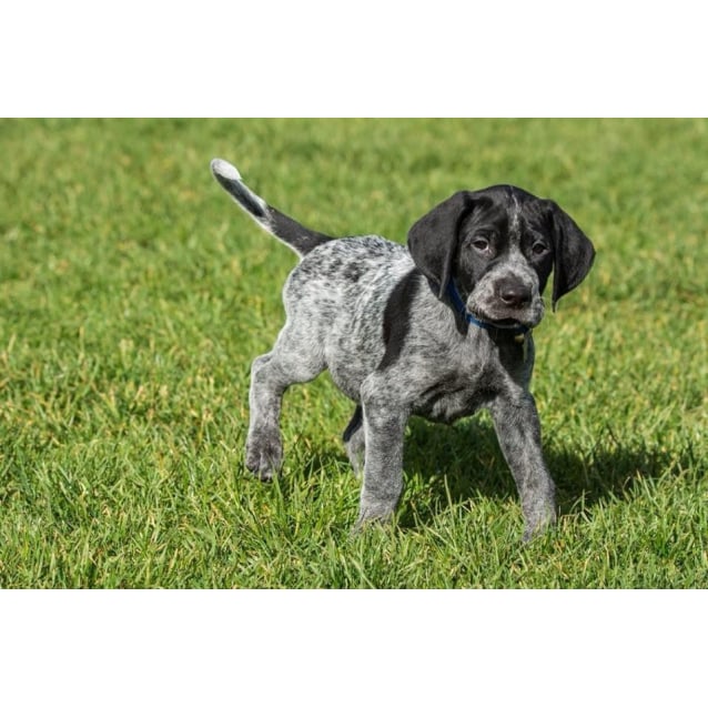 Gsp puppies Medium Male German Shorthaired Pointer Dog in VIC PetRescue