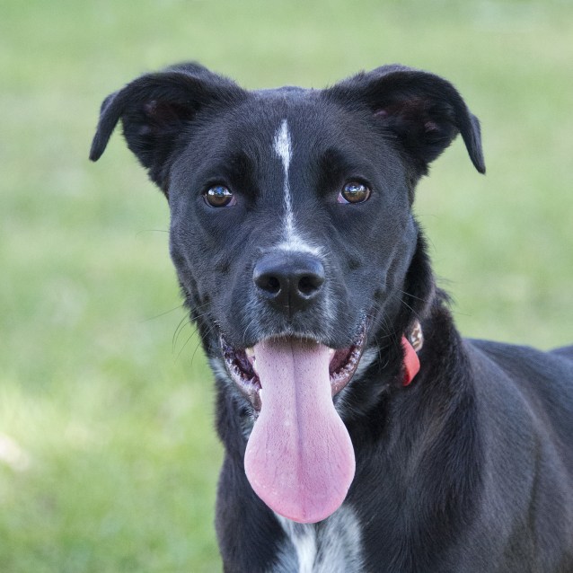 boxer x border collie