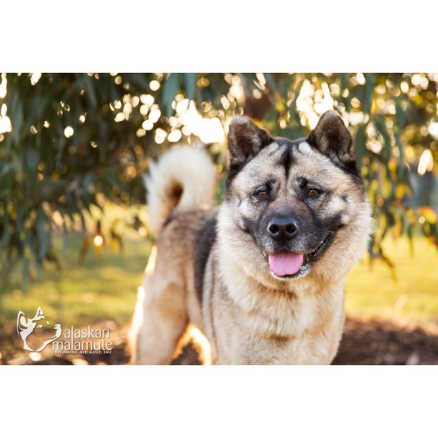 Bella - Large Female Akita Inu Dog in VIC - PetRescue
