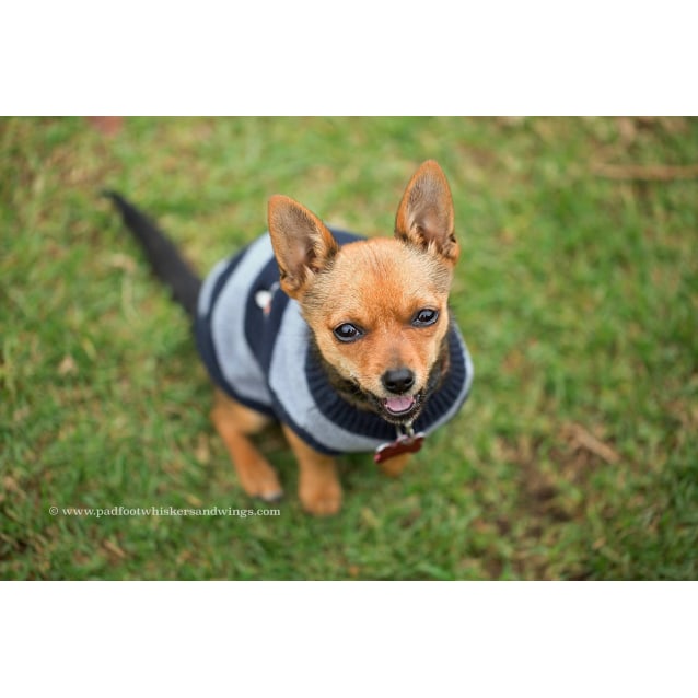 Pineapple Small Female Chihuahua Mix Dog In Nsw Petrescue
