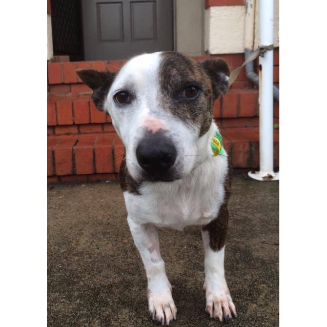 english bull terrier x jack russell