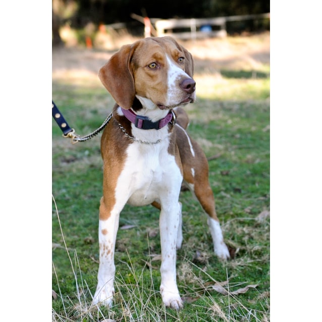 Emmy Large Female Beagle x Harrier Mix Dog in VIC PetRescue