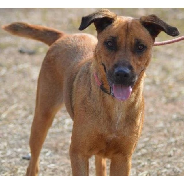 rhodesian ridgeback blue heeler mix