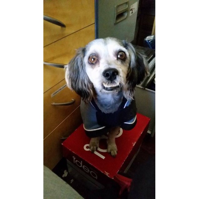 Oscar (adoption pending) - Small Male Maltese x Shih Tzu ...