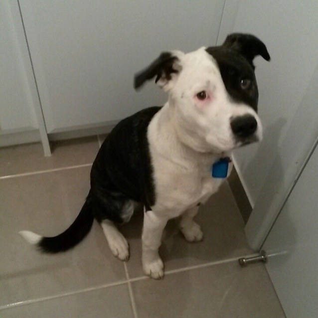 american bulldog cross kelpie